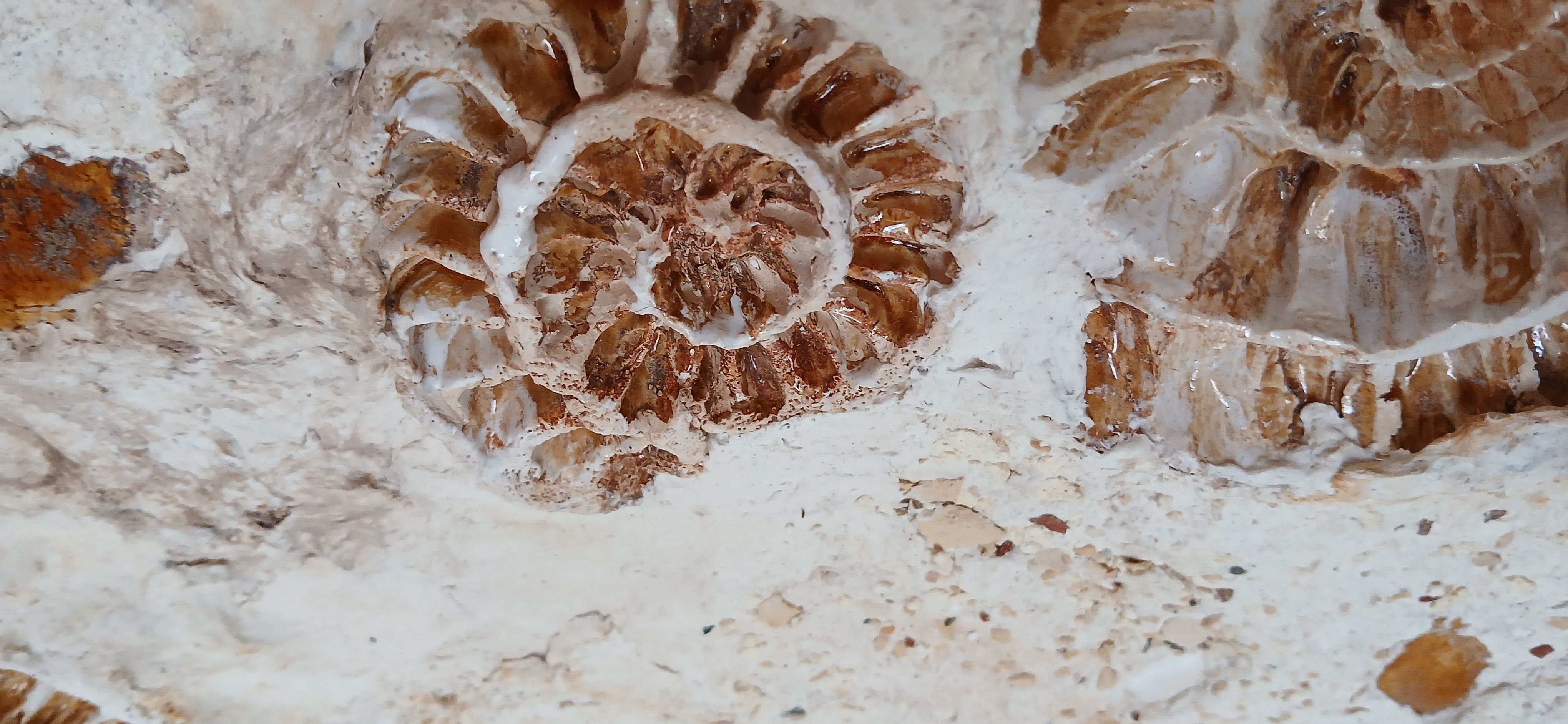 Fossil Feeling I Artwork